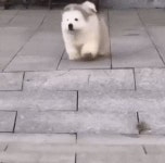 자연스럽게 미끄러지는 멍뭉이