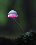 Close-Up Wonders: 30 Magical Macro Photos For Your Inspiration - 2024 | 그림, 자연, 꽃
