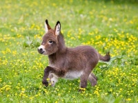 goats에 관한 28개의 최상의 Pinterest 이미지 | 말, 염소 및 농장 goats