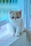 Sad kitty에 관한 상위 25개 이상의 Pinterest 아이디어 | 새끼 고양이, 사랑스러운 새끼 고양이 및 Cute kittens