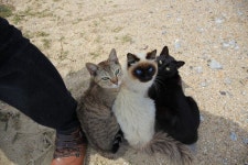 75 best Meow images on Pinterest | 새끼 고양이, Cute kittens 및 웃긴 고양이 Meow