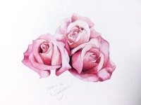 음력 새해 장미그리기^^ | 꽃, 장미, 수채화