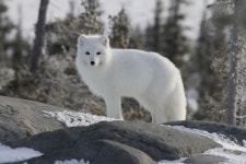 The Twelve Species Of True Foxes,  #albinoanimalarcticfox #Foxes #species #True #Twelve - 2020 | 캠핑