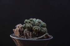 프로리페라, Euphorbia obesa ssp. symmetrica f.prolifera 플랜트오하누 서울 www.ohanu.co.kr 👉프로필링크를 클릭 ⏱오픈시간 Tues - Sun 13:00... 