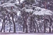 The heavy snow of March. - 임한리 솔밭공원