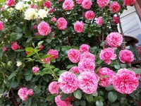 Pin page Pin van ok hwa jang op My  garden  나의정원