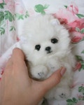 Юлия Зубарева | ВКонтакте #pomeranian(이미지 포함) | 아기 동물, 아기 강아지, 동물