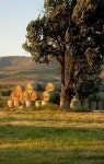Farm life에 관한 75개의 최상의 Pinterest 이미지 | 시골 생활, 전원 생활 및 농장 Farm life