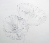 [기초 꽃수채화] 양귀비 - 수채화 과정 : 네이버 블로그 | 양귀비, 수채화 양귀비, 스케치