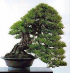 Bonsai에 관한 27개의 최상의 Pinterest 이미지 | 식물, 꽃꽂이 및 꽃 Bonsai