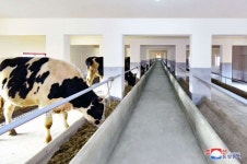 평안북도에서 젖소목장 건설, 준공식 진행 - Dairy Cattle Farm Built in North Phyongan Province - | Animals, Cow