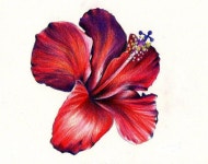 hibiscus flower acrylic painting #Hibiscus | 색연필, 그림