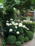 raiz에 관한 94개의 최상의 Pinterest 이미지 | 정원 아이디어, 현관 갑판 및 Window boxes raiz