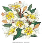 Pin en 보타니컬