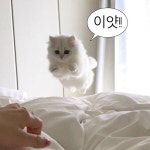 재업, 저장 가능 | 2차 가공 X a 삐짐에 있는 핀