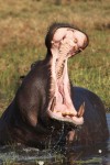 A hippo near to Duba Plains Camp in #Botswanas Okavango Delta. | Luxury african safari, African safari, Safari holidays