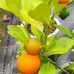 레몬나무 레몬트리 작아도 레몬이 주렁주렁 작아서 귀여워 - 공기정화식물(air purifying plants)