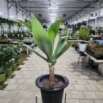 아가베 아테누아타 용설난(Agave attenuata) - 공기정화식물(air purifying plants) Agave Attenuata - Air Purifying Plant