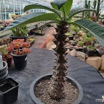 바로니6386(Pachypodium baronii) - 아프리카식물(Africa Plant)
