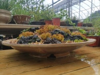 화영 이님이 바위솔에 올린 이미지