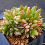 엘크혼금철화5867(E. elkhorn) - 다육식물(Succulent) 엘크혼금철화5867(E. elkhorn) - 다육식물(Succulent) in 2024