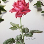 수채화 illustrator에 있는 핀