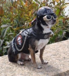 April Top Dog(이미지 포함)