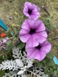 Pin page My garden에 있는 Michelle Vaughn님의 핀