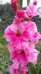 글라디오러스 Beautiful Pink Gladiolus Flowers in the Garden