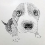 #pencils #pencildrawing #sketch #sketching #강아지 #draw #drawing #puppy #스케치 #연필그림 #그림 #드로잉 #연필 #ilustration... 