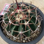 실생)능파06276(Echiocactus texensis) - 선인장(Cactus)