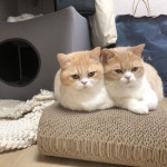 🤎떡방앗간 고양이네🤎はInstagramを利用しています:「쌍둥이 👭 졸려서 퀭한눈.. #시루백설자매」