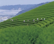 녹차밭(Tea farm)에 있는 dully sae님의 핀