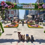 해운대도그워커  도그워커  dogwalking   dogwalkerlife  dogwalkersofinstagram   packwalk   doggiedaycare   dogwalks... 