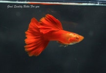 Guppy By Talent Betta.에 있는 Talent Betta님의 핀 | 구피