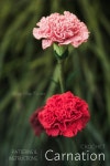 Pin by 문현지 on 뜨개질 | Crochet flowers, Crochet flower patterns, Carnation flower