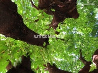 유토이미지 | 고목과 나무잎 유토이미지 | 고목과 나무잎 | Grapes, Fruit