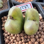그린그라스01539 - 코노피튬(Conophytum)