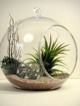 Terrariums에 있는 Linda Gaffney님의 핀 | 테라륨, 테라리움 식물, 정원 아이디어