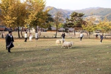 가을 춘천 당일치기 여행 (닭갈비, 목장, 노을) | 세상의 모든 여행, 위시빈(이미지 포함) | 여행, 목장, 가을