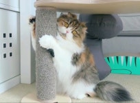 Chuchu 츄츄 (자아가 생겼어요) 스크래쳐 매미