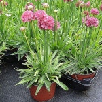 아르메리아 발레리나 라일락(3포트1세트) - 야생화(Wild Flower)