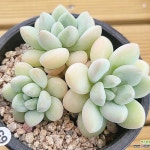 (하이다육) 프리티 우먼 (Pretty Woman)(Graptosedum Bronze ) - 다육식물(Succulents)