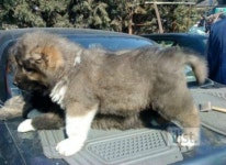 ◄CAUCASIAN SHEPHERD DOG_ THE SAME GEORGIAN SHEPHERD DOG-NAGAZI►에 있는 manana siradze님의 핀 | 애견