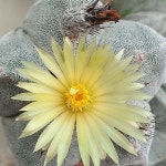 41 실생.온즈카난봉옥변이 .꽃향기좋아요(Astrophytum myriostigma cv. ONZUKA) - 선인장(Cactus)