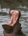 Hippo Yawn Hippo Yawn | Animals beautiful, Animals wild, Hippopotamus