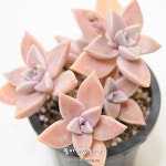 다육식물(多肉植物) 꽃이피었습니다