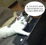 배민으로 야식을 고르며 행복할 때 쓰는 짤 배민으로 야식을 고르며 행복할 때 쓰는 짤 | Funny cute cats, Pretty cats, Cat memes