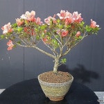 녹산 (왜철쭉)(Rhododendron schlippenbachii) - 분재(Bonsai)