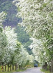 South Korea  - 경남 밀양에 이팝나무 꽃이 절경이다. 밀양의 이팝나무 꽃은 저수지에서도 피고 가로수 길에도 피어 5월의 봄 풍경을 풍성하게... 